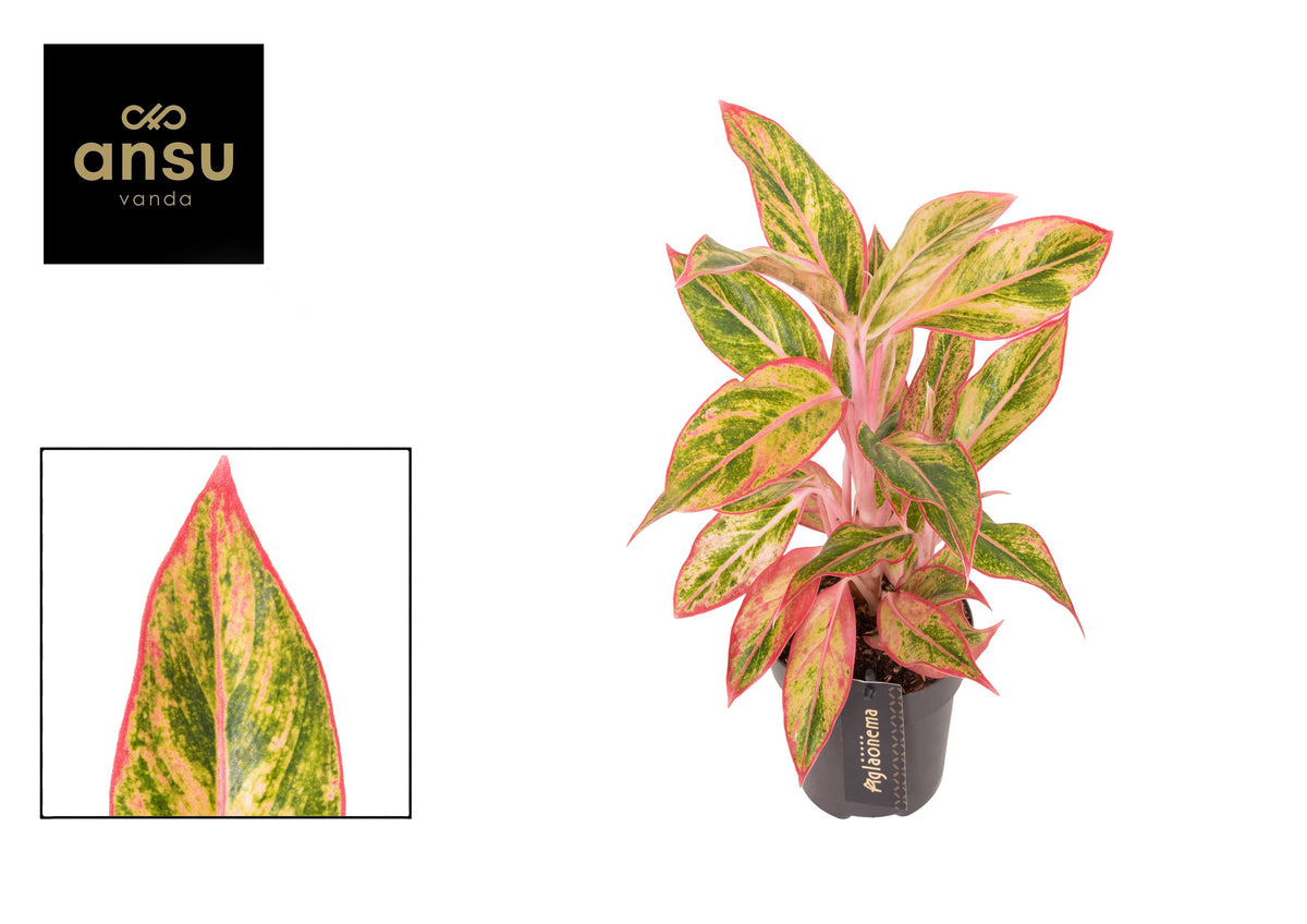 Aglaonema Jungle Red 40cm 12cm Pot