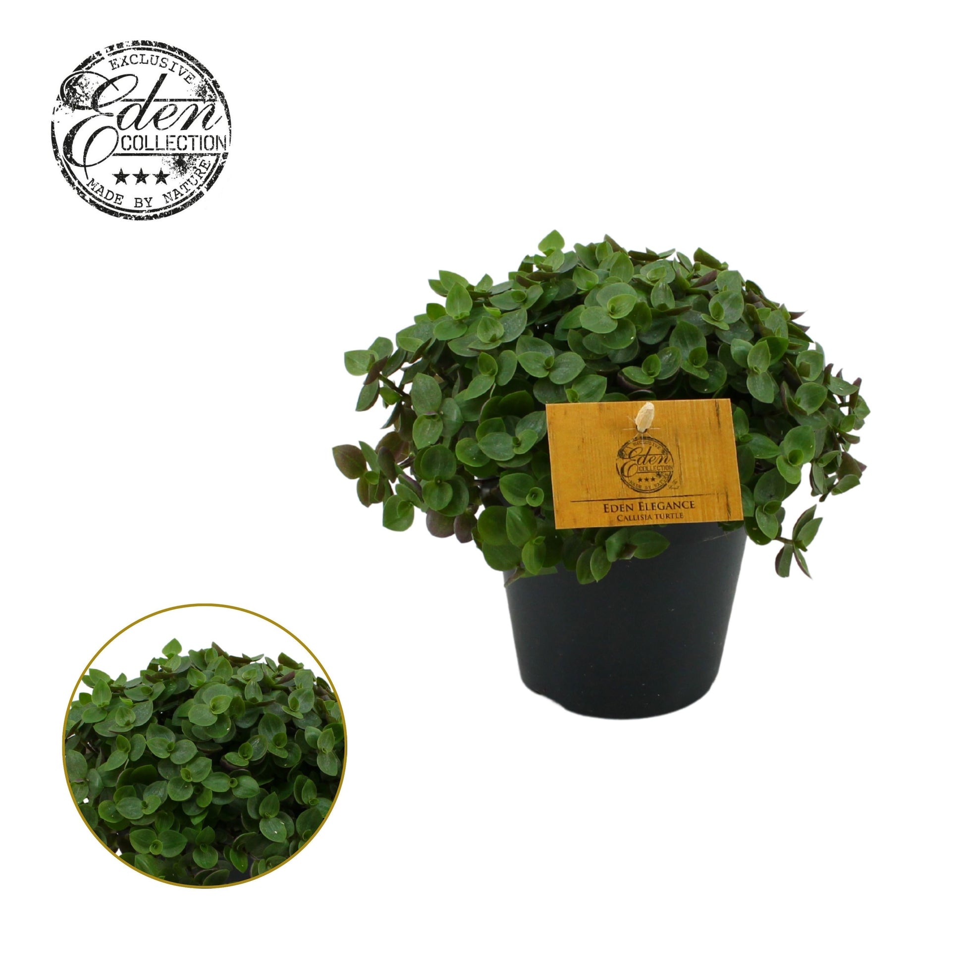 Callisia Turtle 20cm 12cm Pot