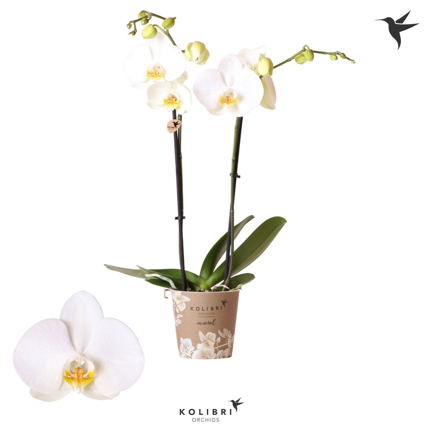 Phalaenopsis white 50cm 12cm Pot