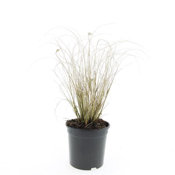 Pennisetum Hameln 10cm 14cm Pot