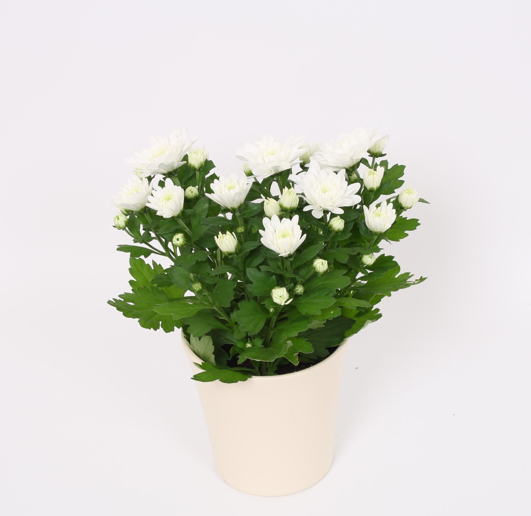 Chrysanthemum indicum 27cm 12cm Pot