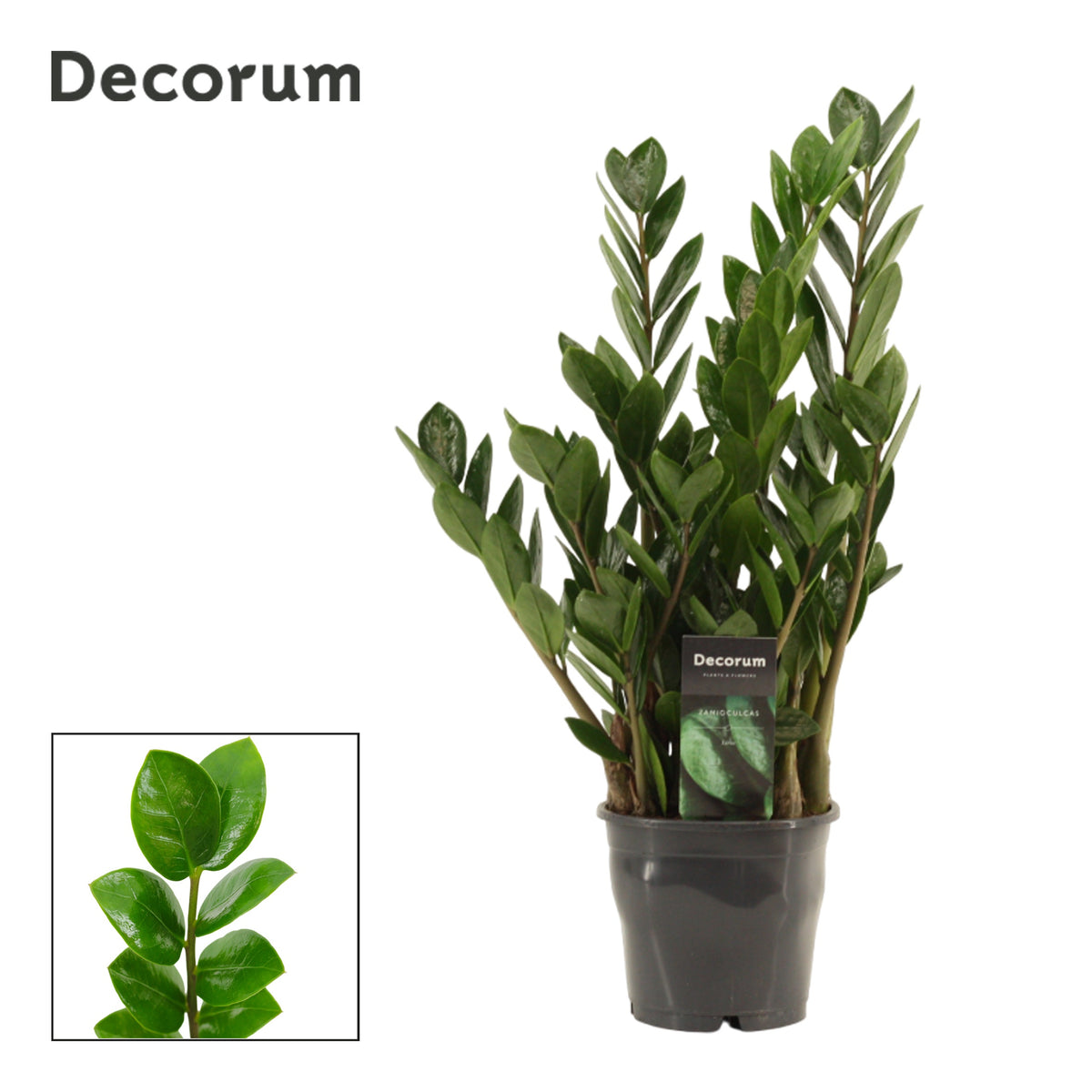 Zamioculcas Lima 40cm 12cm Pot