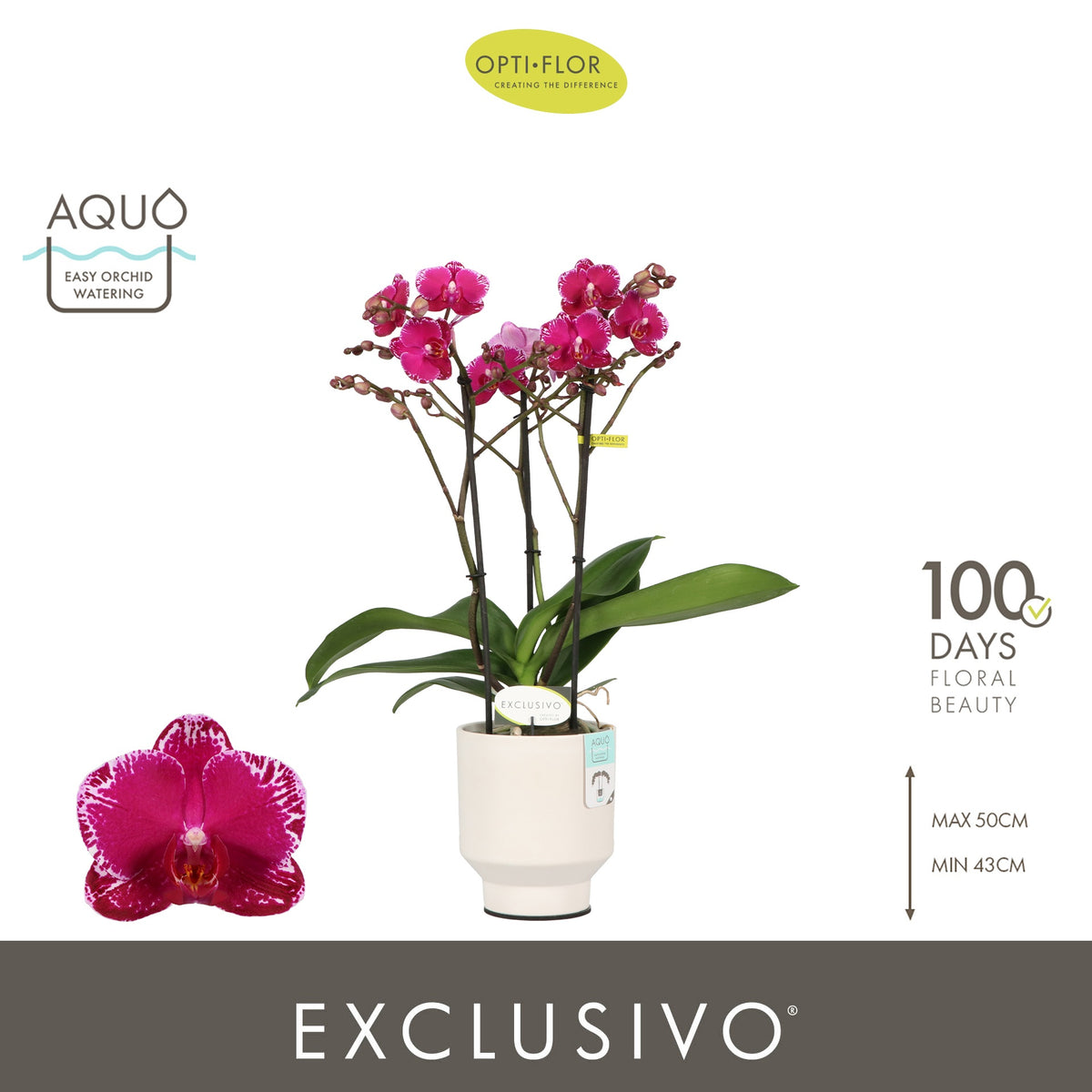 Phalaenopsis Purple 45cm 12cm Pot