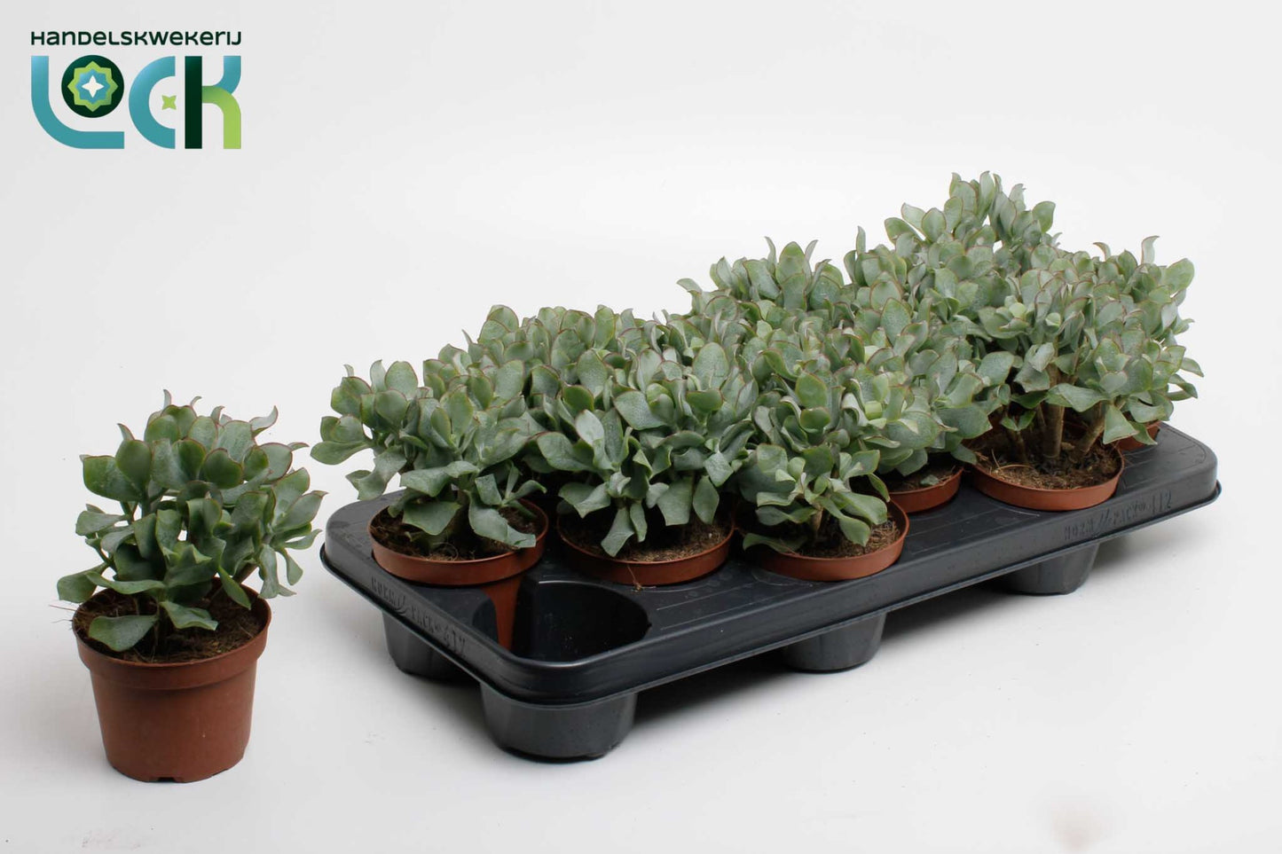 Lock, Handelskwekerij Crassula Cristata Pack of 12