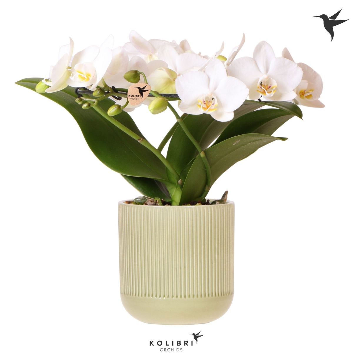 Phalaenopsis multiflora white 30cm 9cm Pot