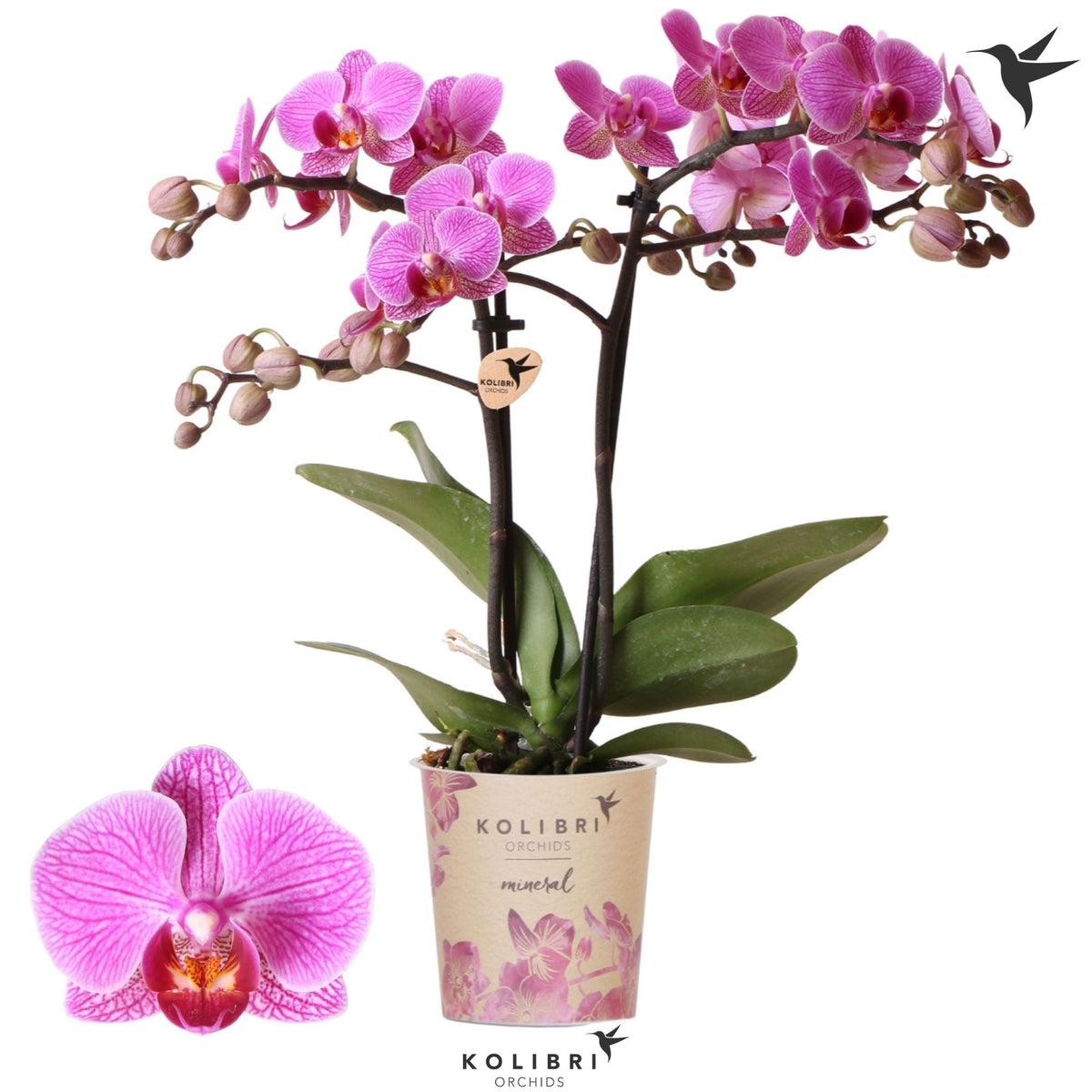 Phalaenopsis mf. Hamburg 40cm 9cm Pot