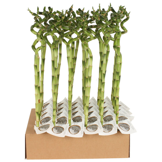 Drac. Lucky Bamboo 60cm 5cm Pot