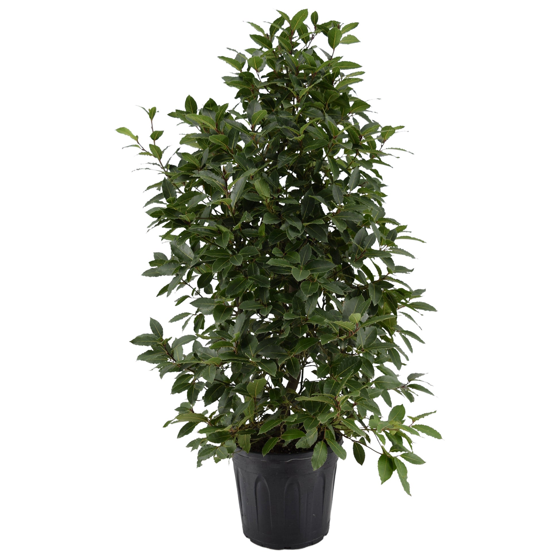 Laurus nobilis 140cm 30cm Pot