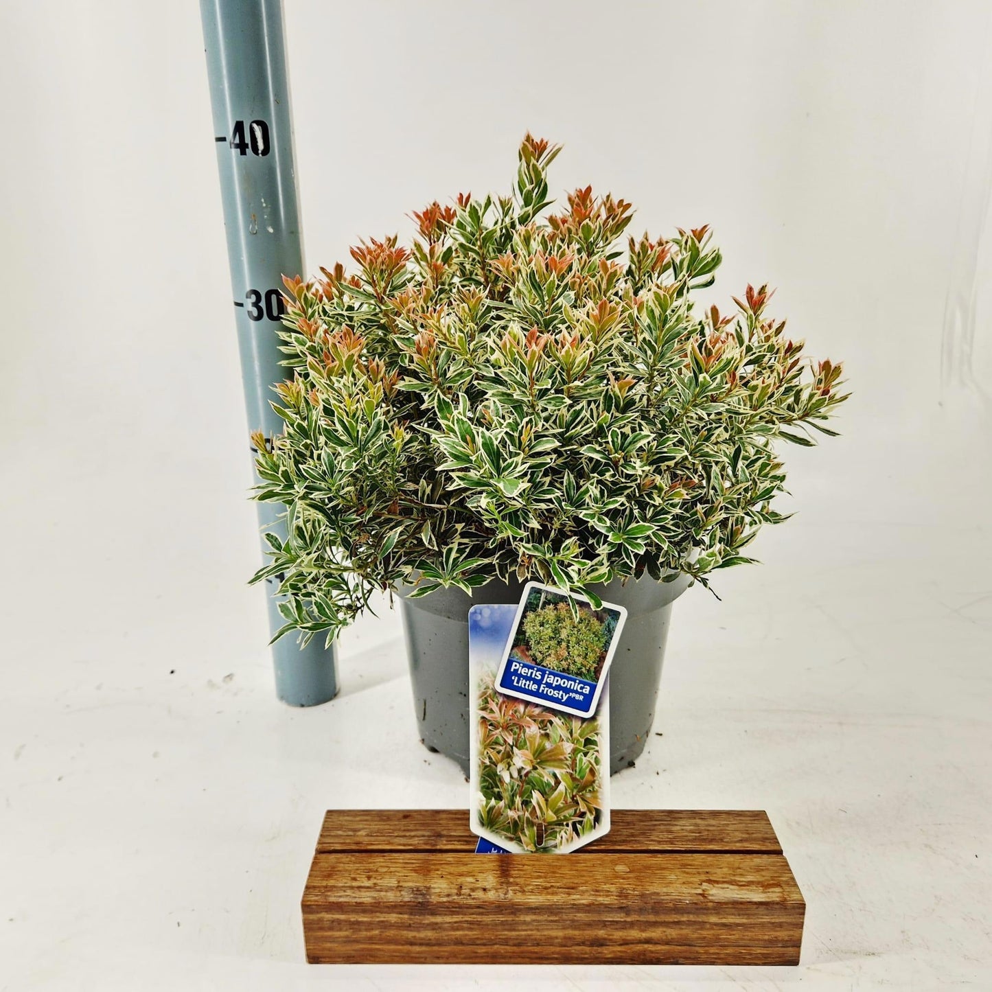 Pieris hybrid mix 35cm 23cm Pot