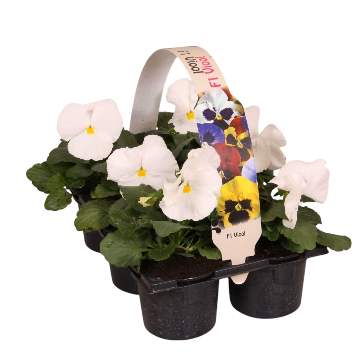 Viola Delta Pure White 12cm 9cm Pot