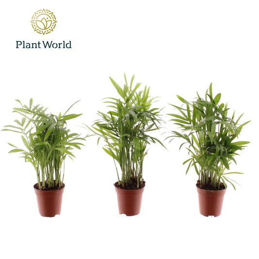 Chamaedorea Tiny Lizzy 20cm 505cm Pot
