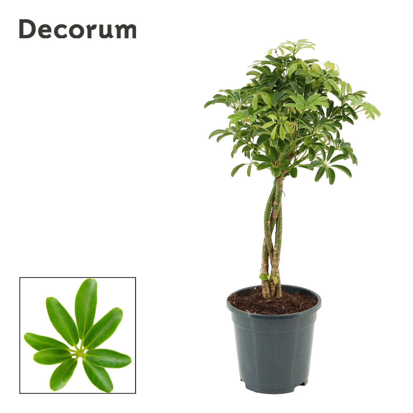Schefflera Luseana 60cm 17cm Pot
