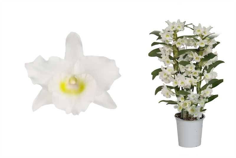 Dendrobium Apollon 40cm 12cm Pot