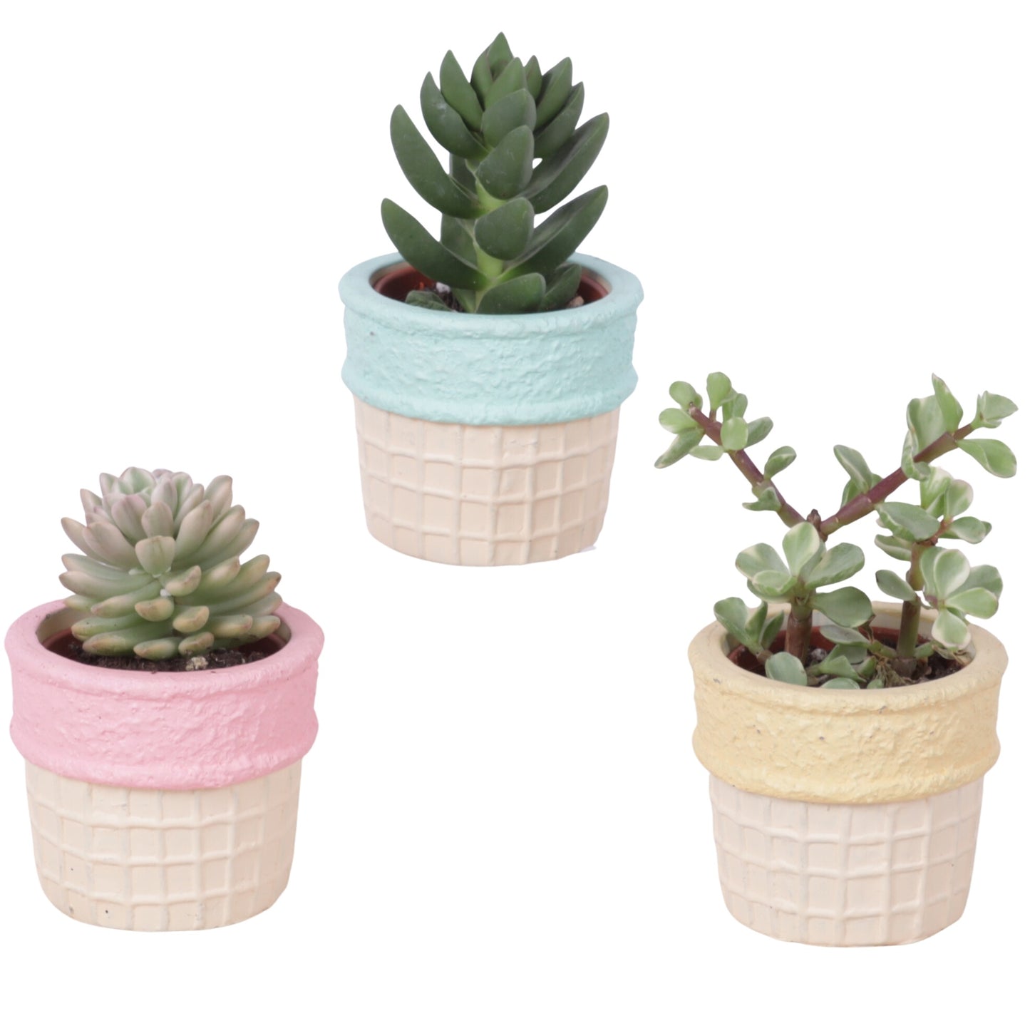 Succulent mix 15cm 7cm Pot