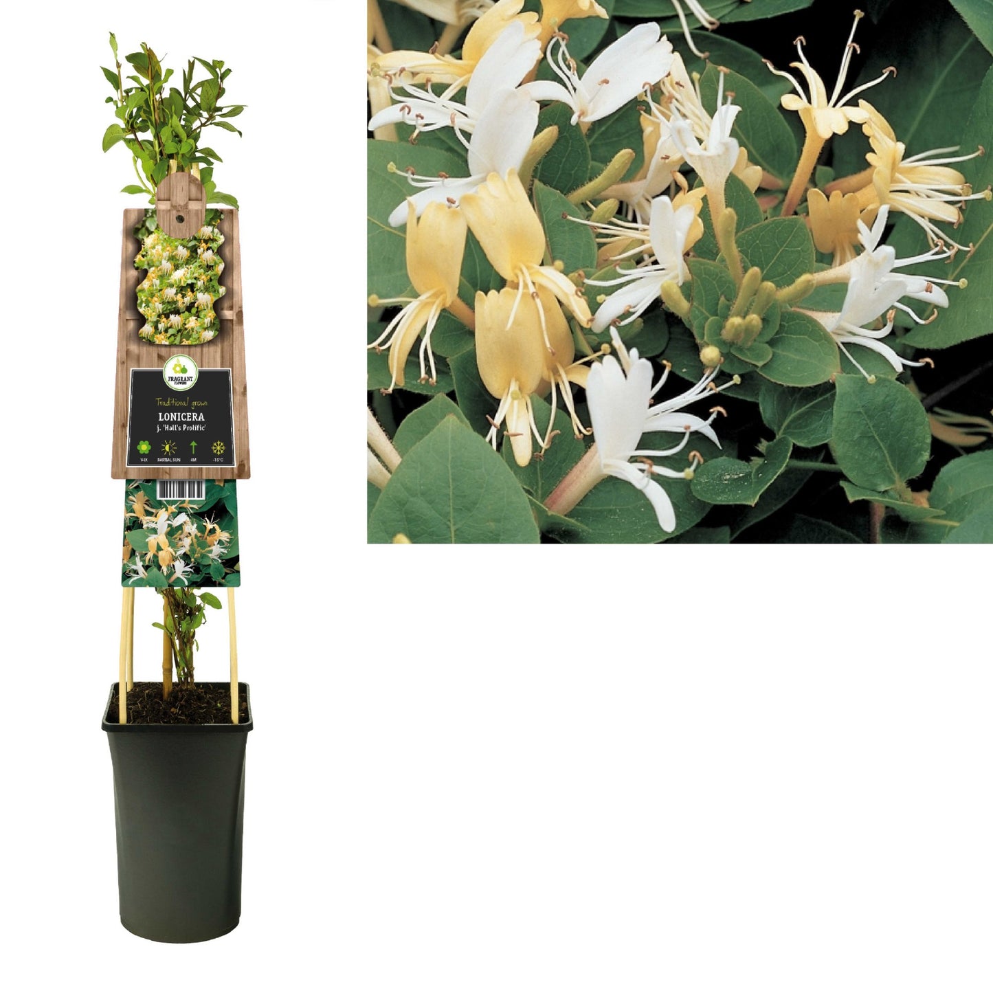 Lonicera Hall Prolific 75cm 17cm Pot