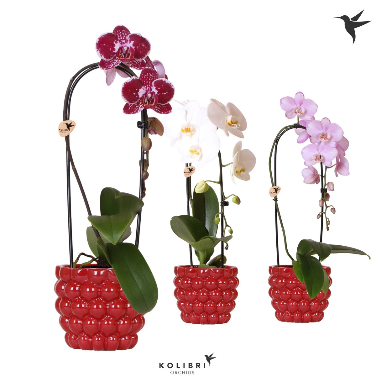 Phalaenopsis Elegant cascade 50cm 12cm Pot