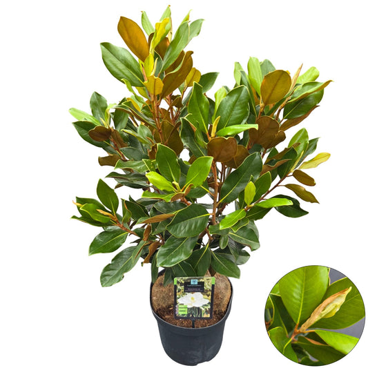 Magnolia grandiflora 90cm 26cm Pot