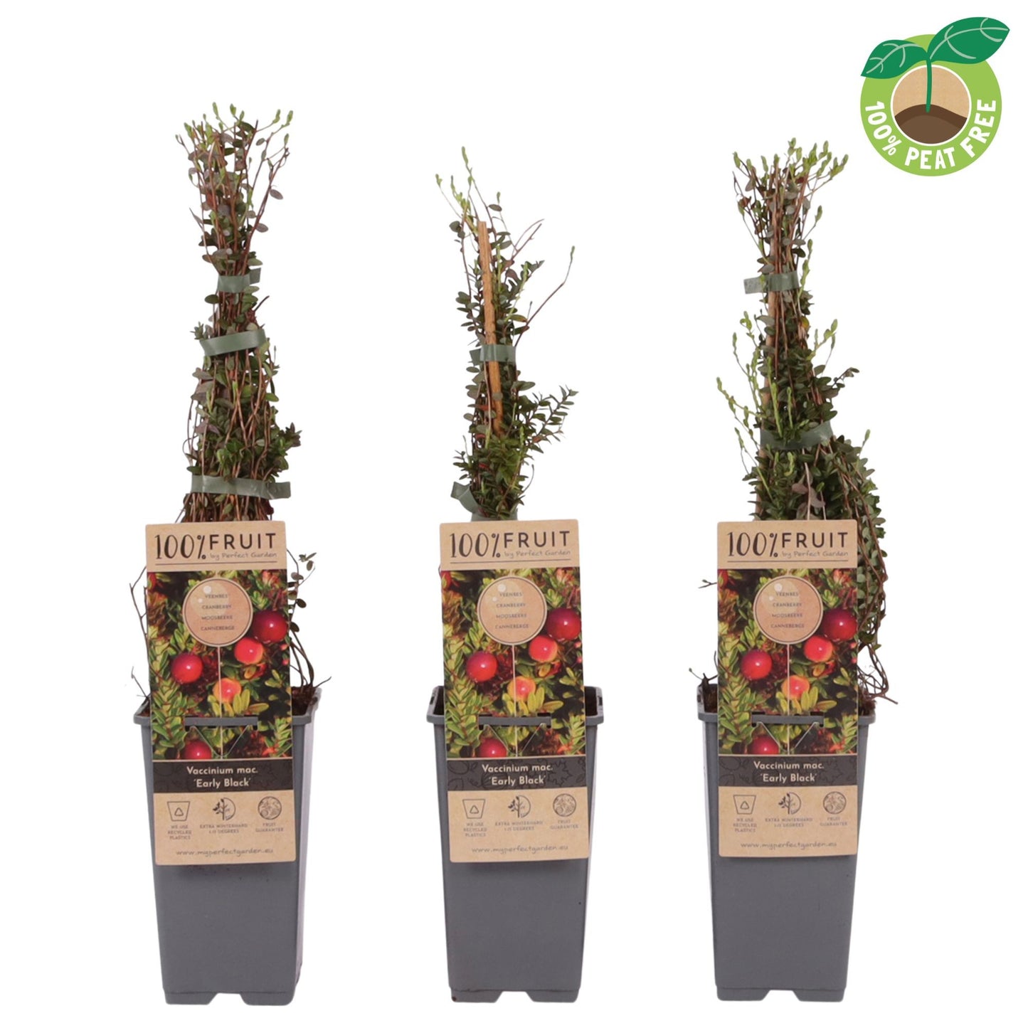 Vaccinium macr. Early Black 40cm 15cm Pot