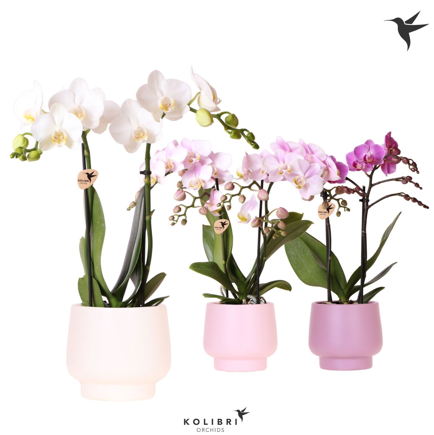 Phalaenopsis mix 40cm 9cm Pot