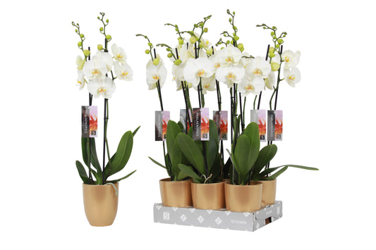 Phalaenopsis white (+ drp.ceramic) 60cm 12cm Pot