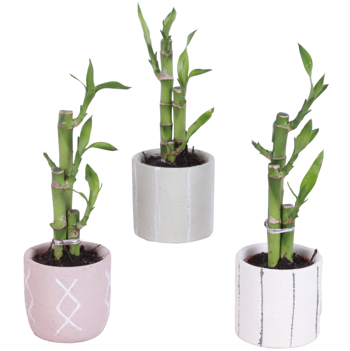 Drac. Lucky Bamboo 25cm 7cm Pot