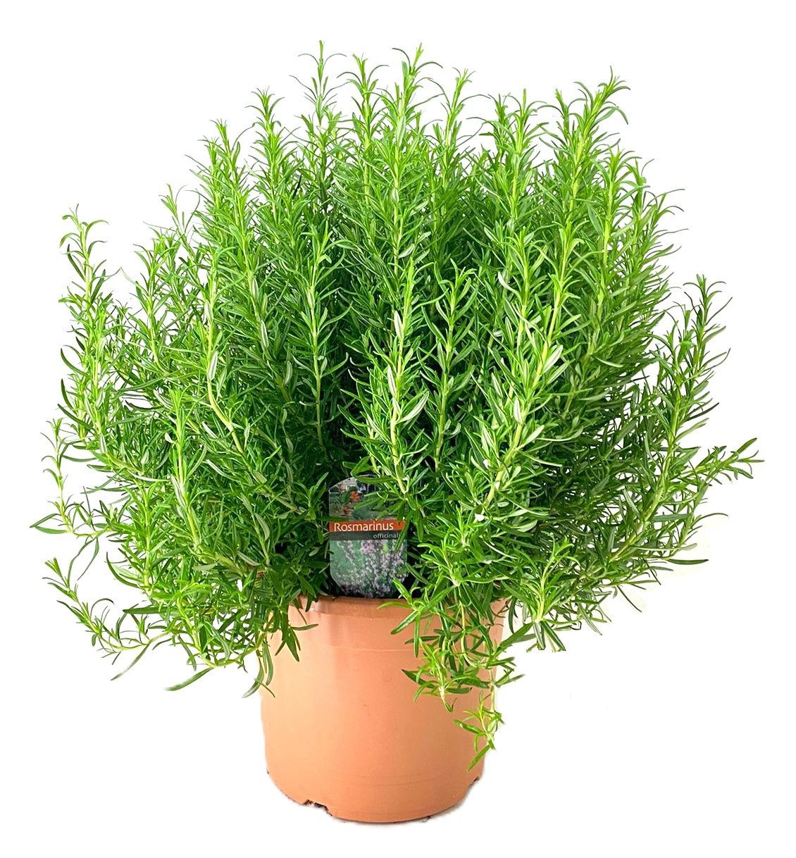 Rosmarinus officinalis (Rosemary) 60cm 24cm Pot