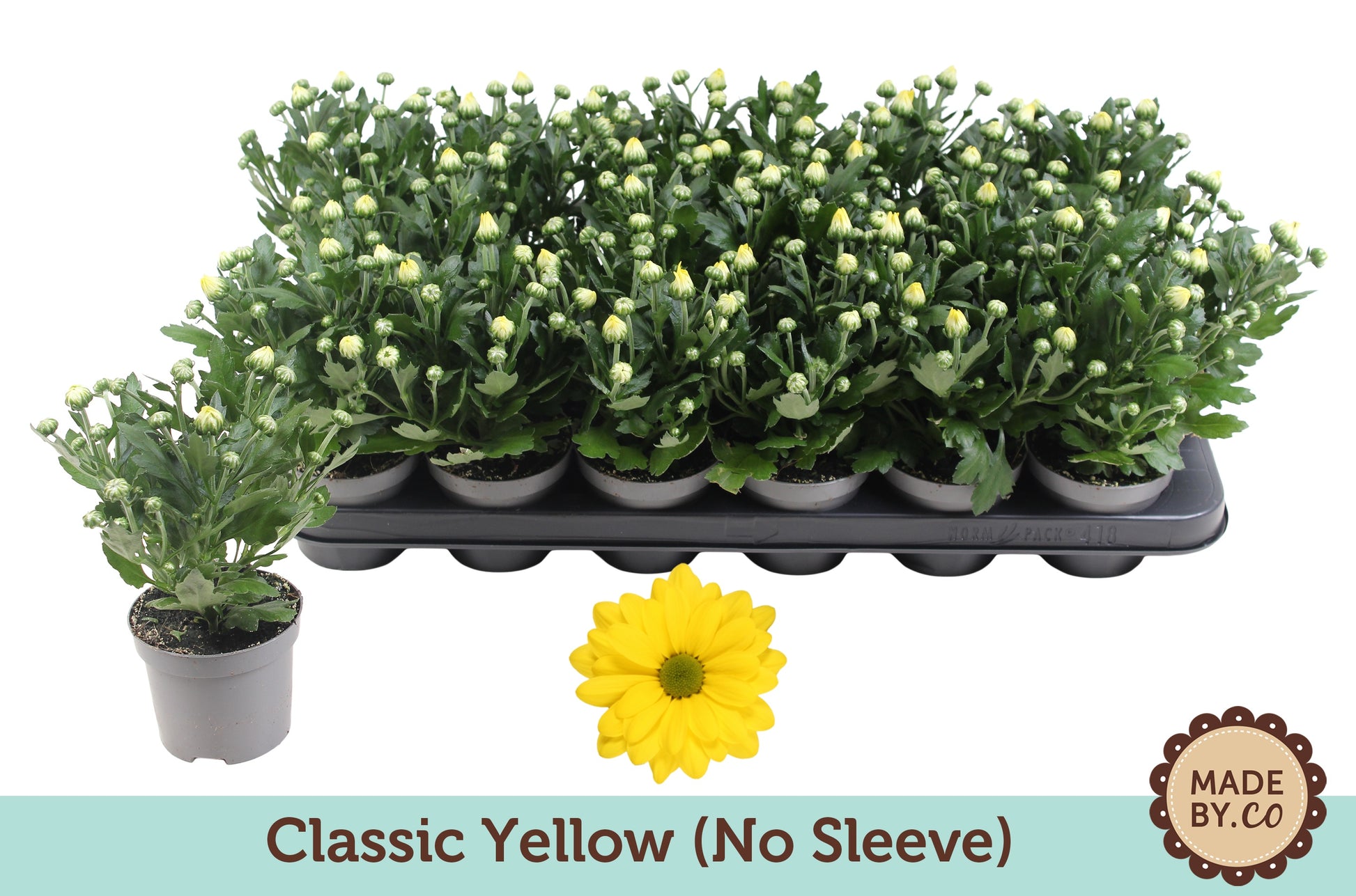 Chrysanthemum Jackson Sunny 22cm 9cm Pot