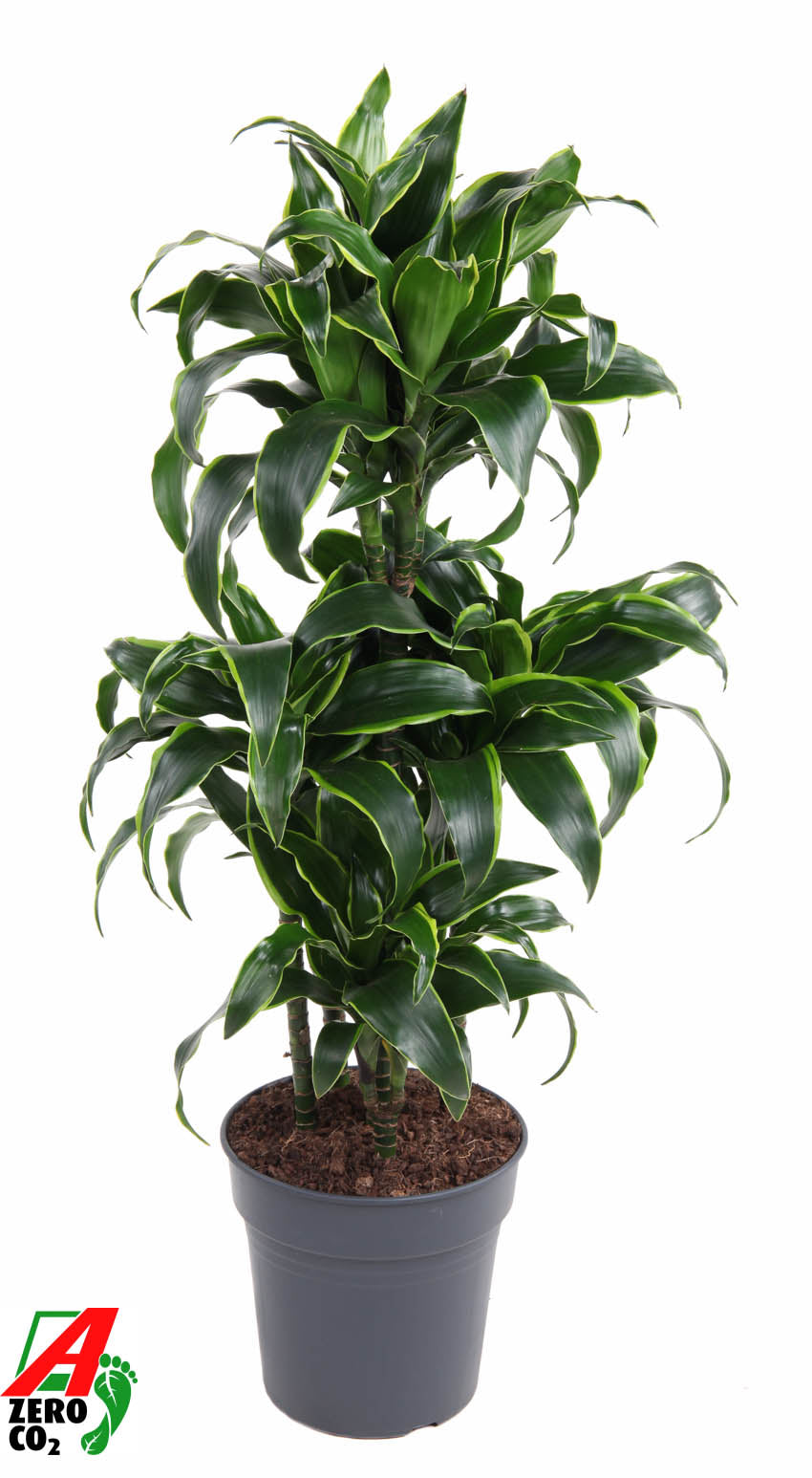Dracaena fragrans Dorado 110cm 24cm Pot