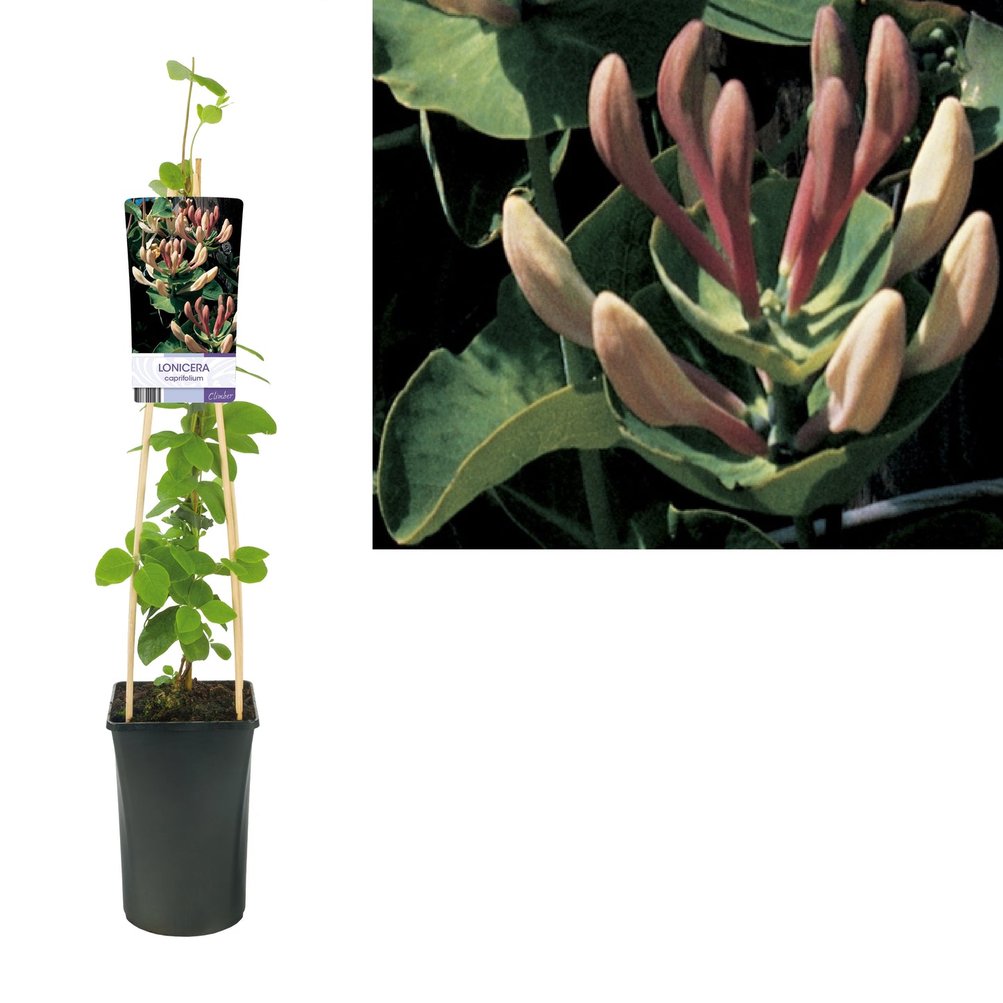 Starre BV, van der Lonicera caprifolium Pack of 4