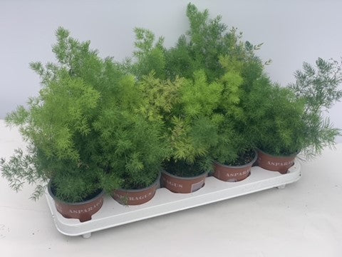 Asparagus umbellatus 35cm 12cm Pot