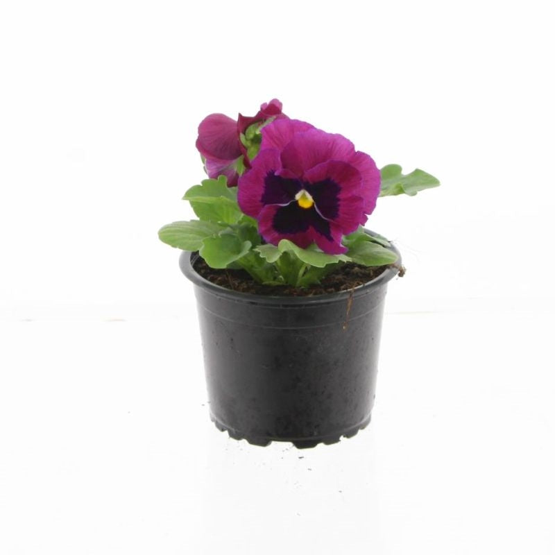 Spaloo-Plant Viola Colossus Rose with Blotch Pack of 18