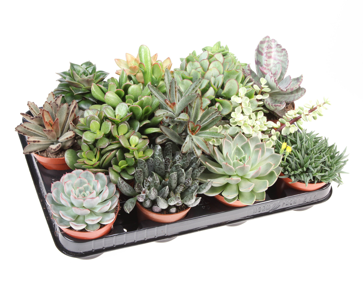 Succulenten mix 10cm 8.5cm Pot