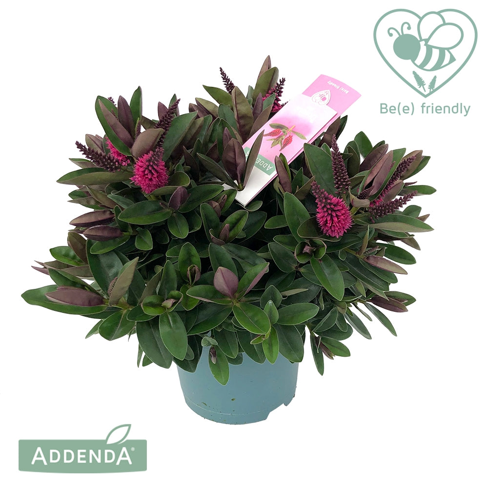 Hebe Hebedonna Eva 30cm 15cm Pot