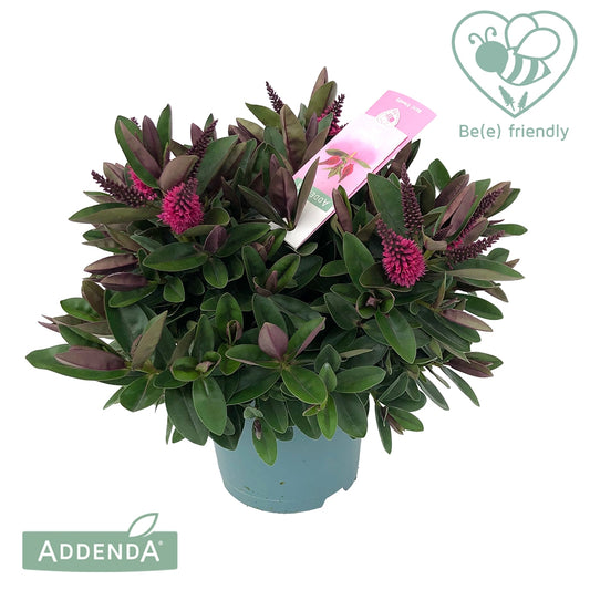 Hebe Hebedonna Eva 30cm 15cm Pot