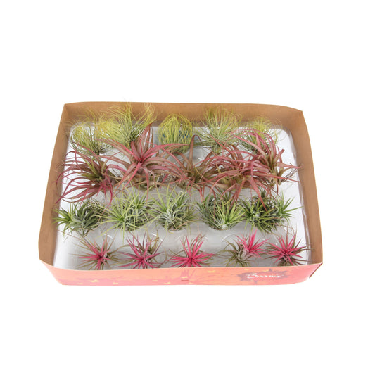 Tillandsia ionantha 5cm 998cm Pot