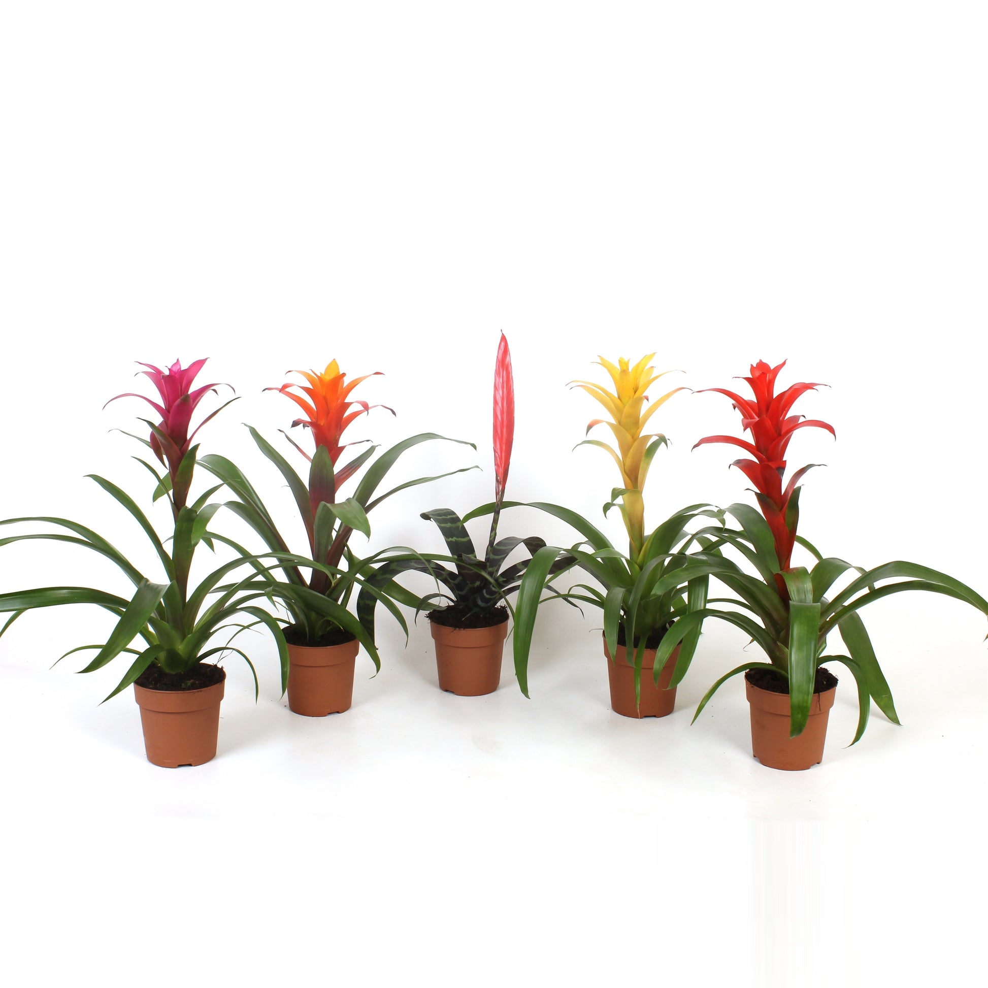 Bromelia mix 40cm 12cm Pot