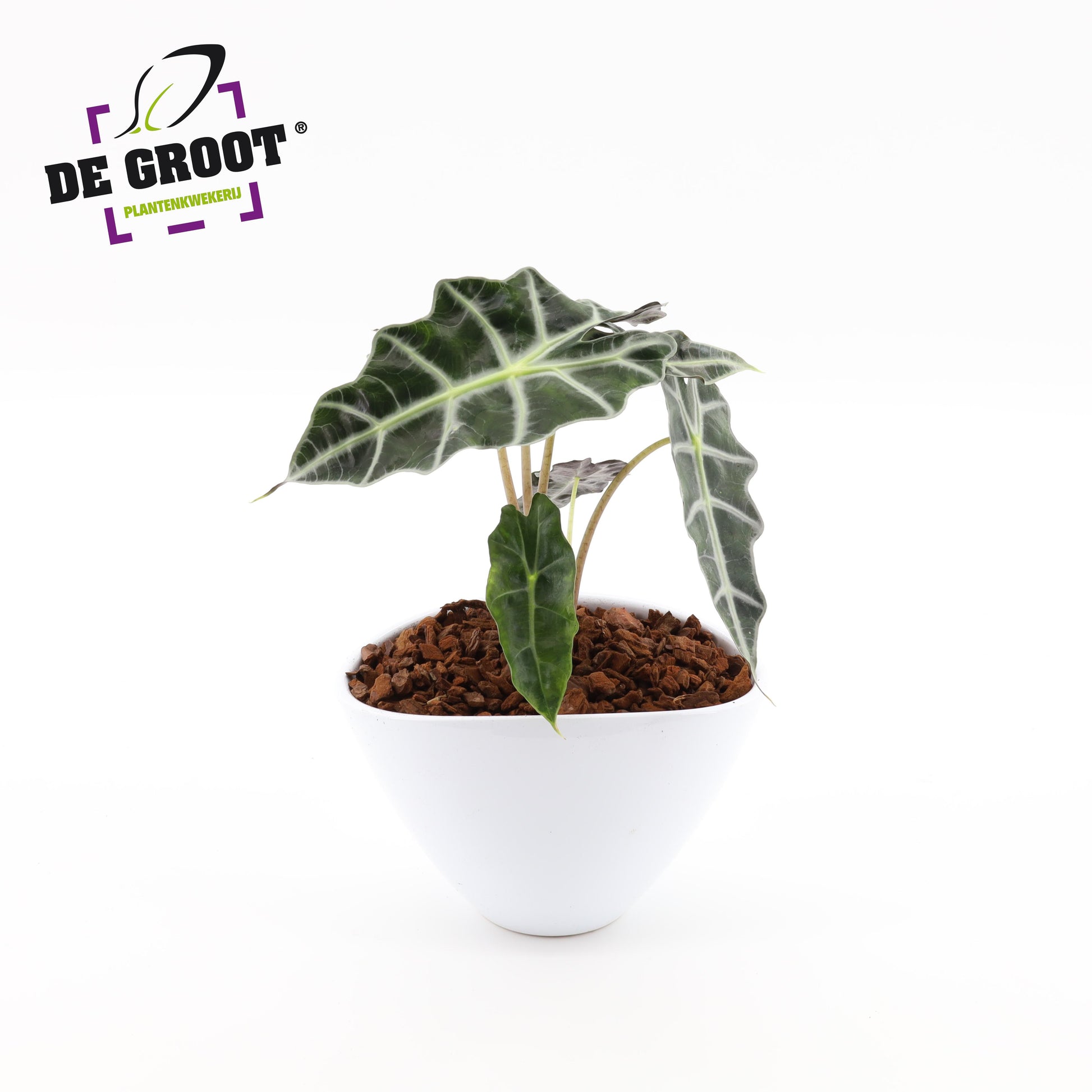 arr.  Plants 18cm Pot