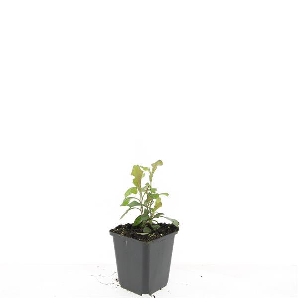 Ceratostigma plumbaginoides 5cm 9cm Pot
