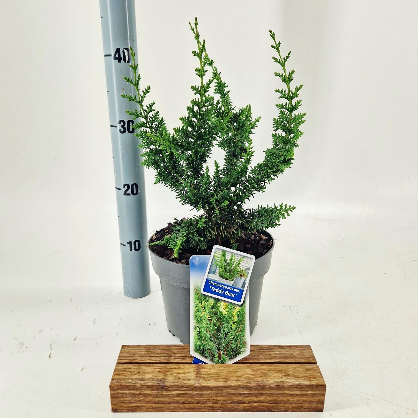 Chamaecyparis obtusa Teddy Bear 40cm 19cm Pot