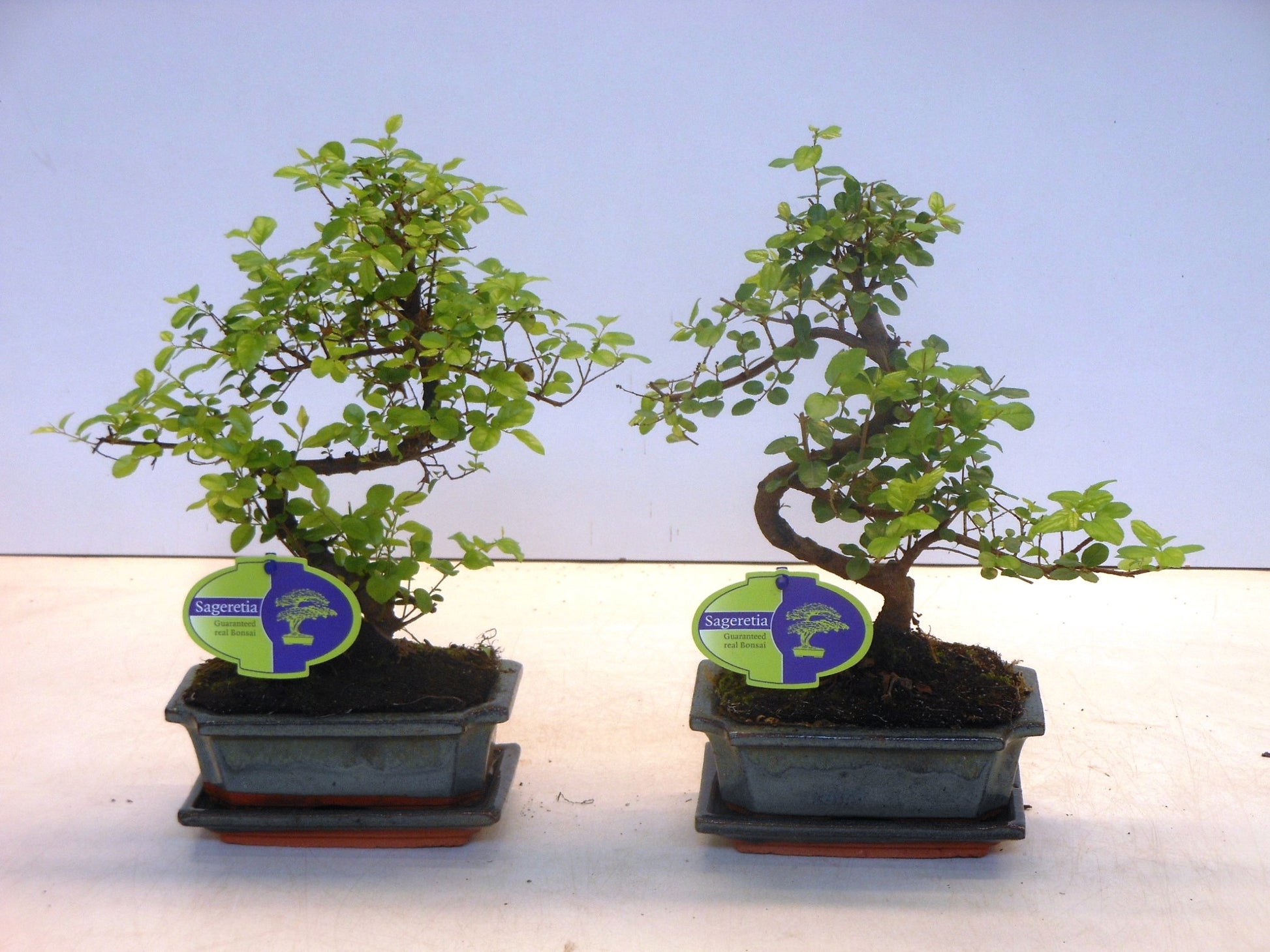 Lodder Bonsai BV Sageretia Bonsai Pack of 10