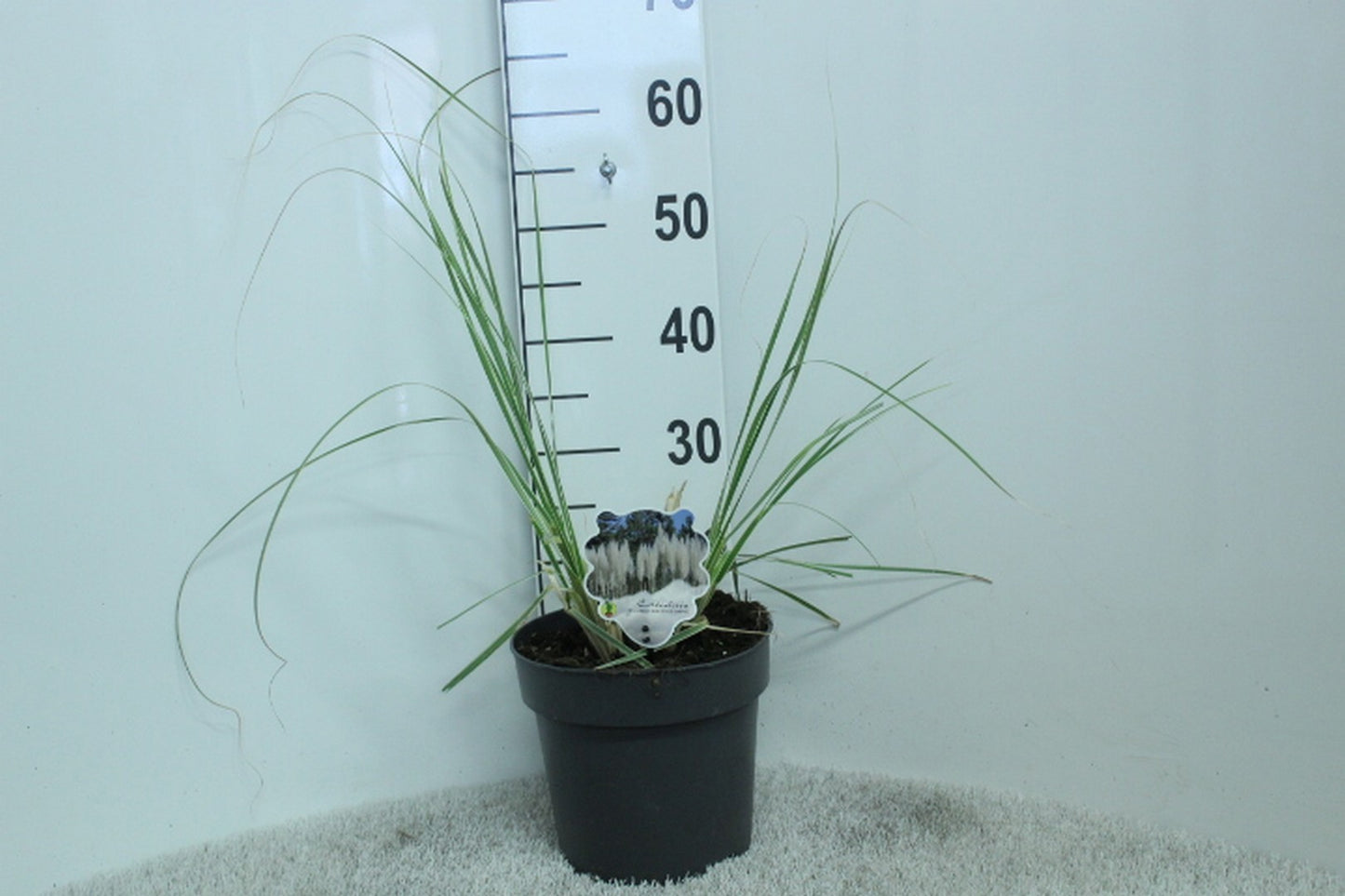 Cortaderia 60cm 23cm Pot