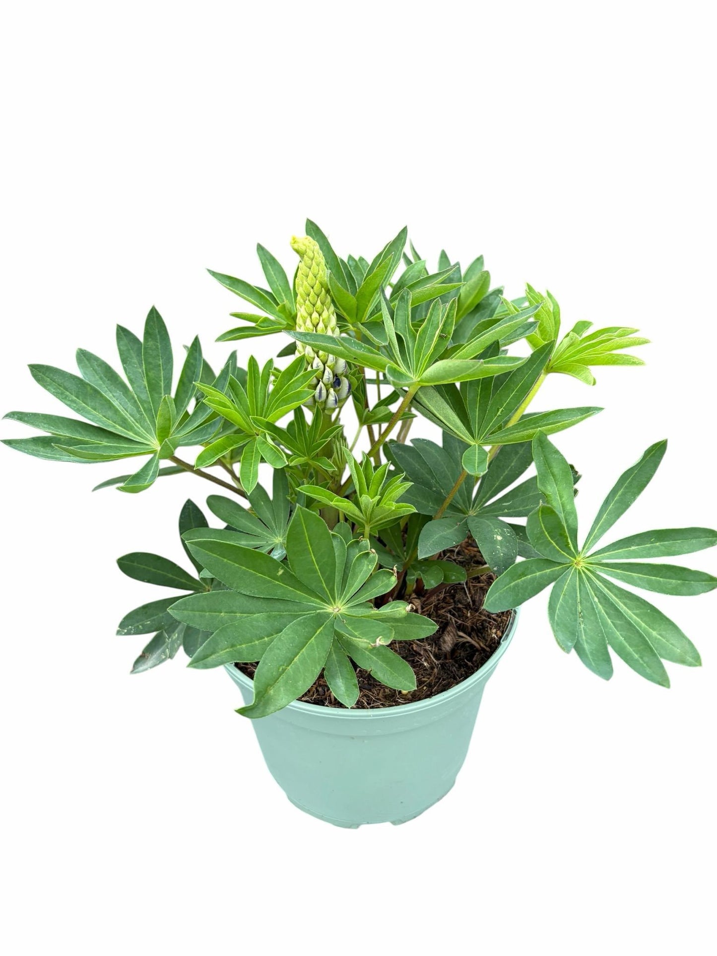 Lupinus Lupinova Cierra 45cm 19cm Pot