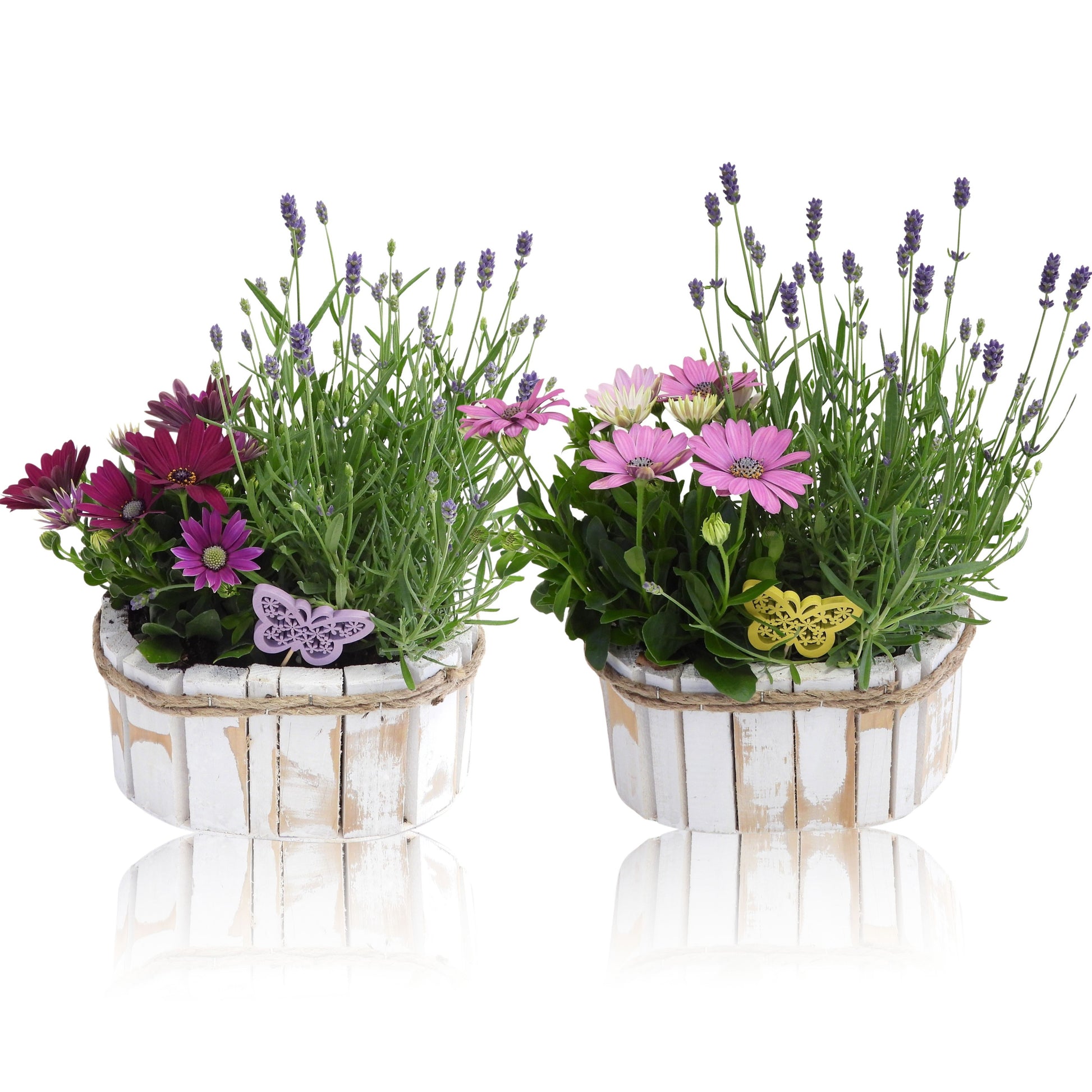Outdoor arrangement 20cm 21cm Pot