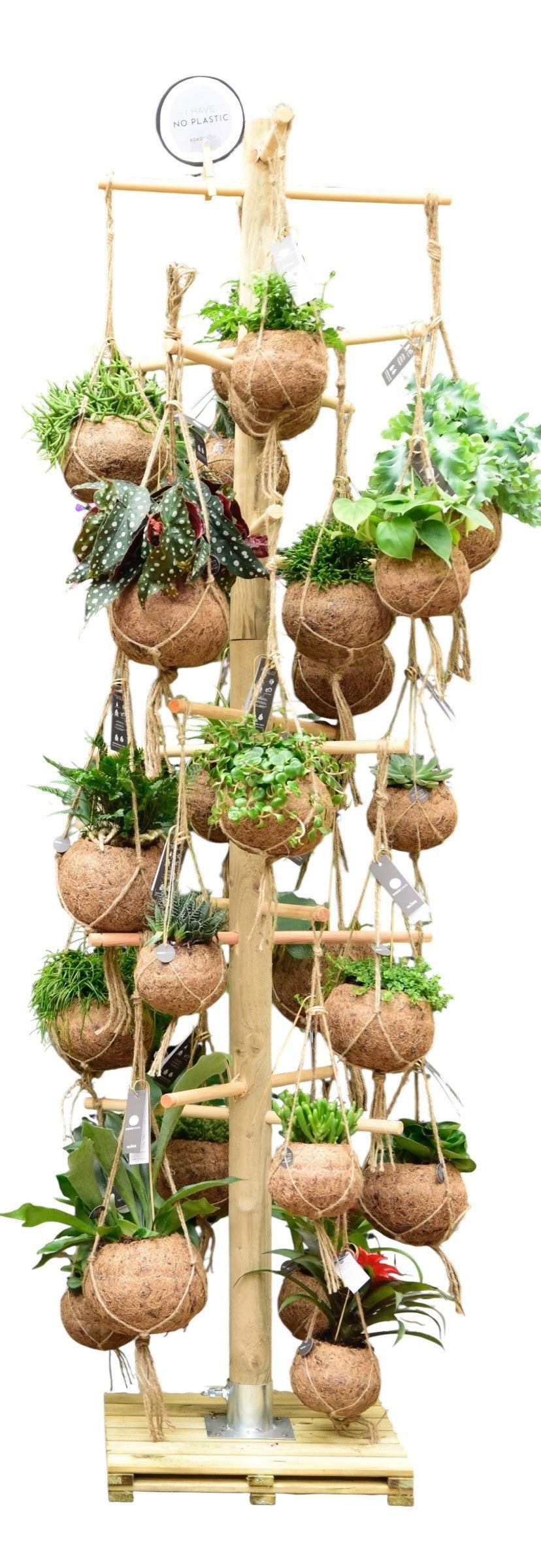 Kokoplant BV Hanging plants mix Pack of 48