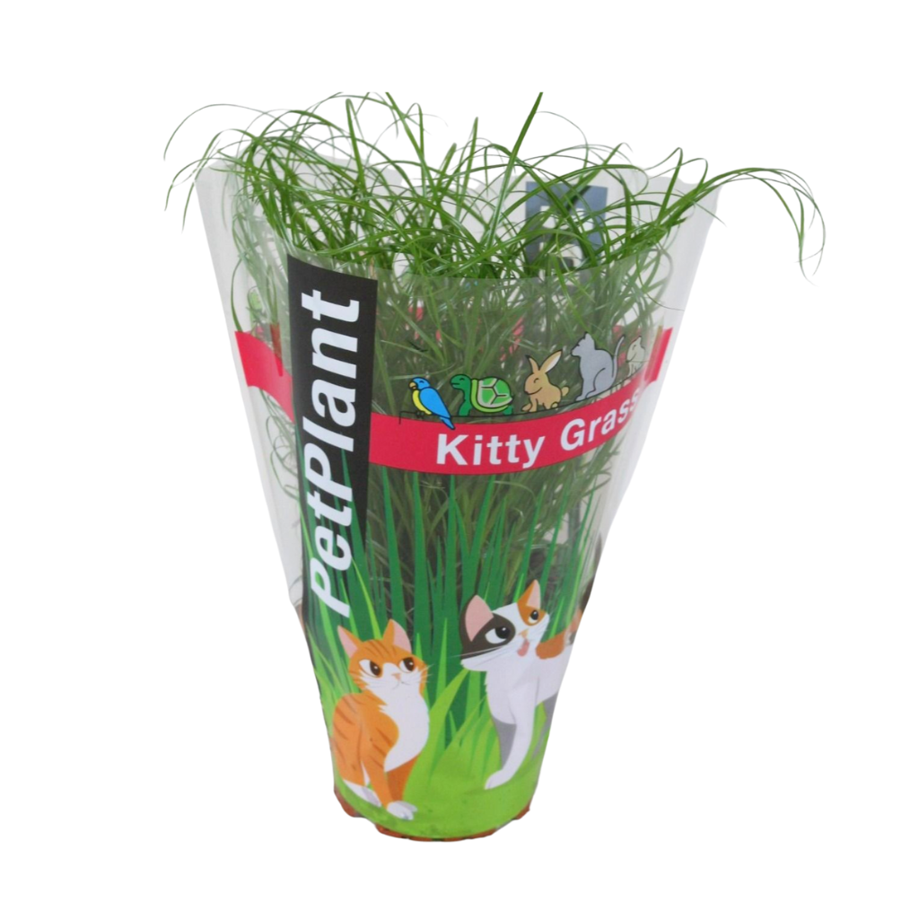 Cyperus Zumula (kitty grass) 30cm 12cm Pot