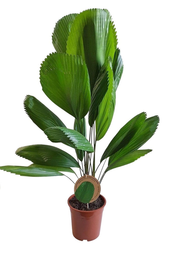 Licuala grandis 80cm 19cm Pot