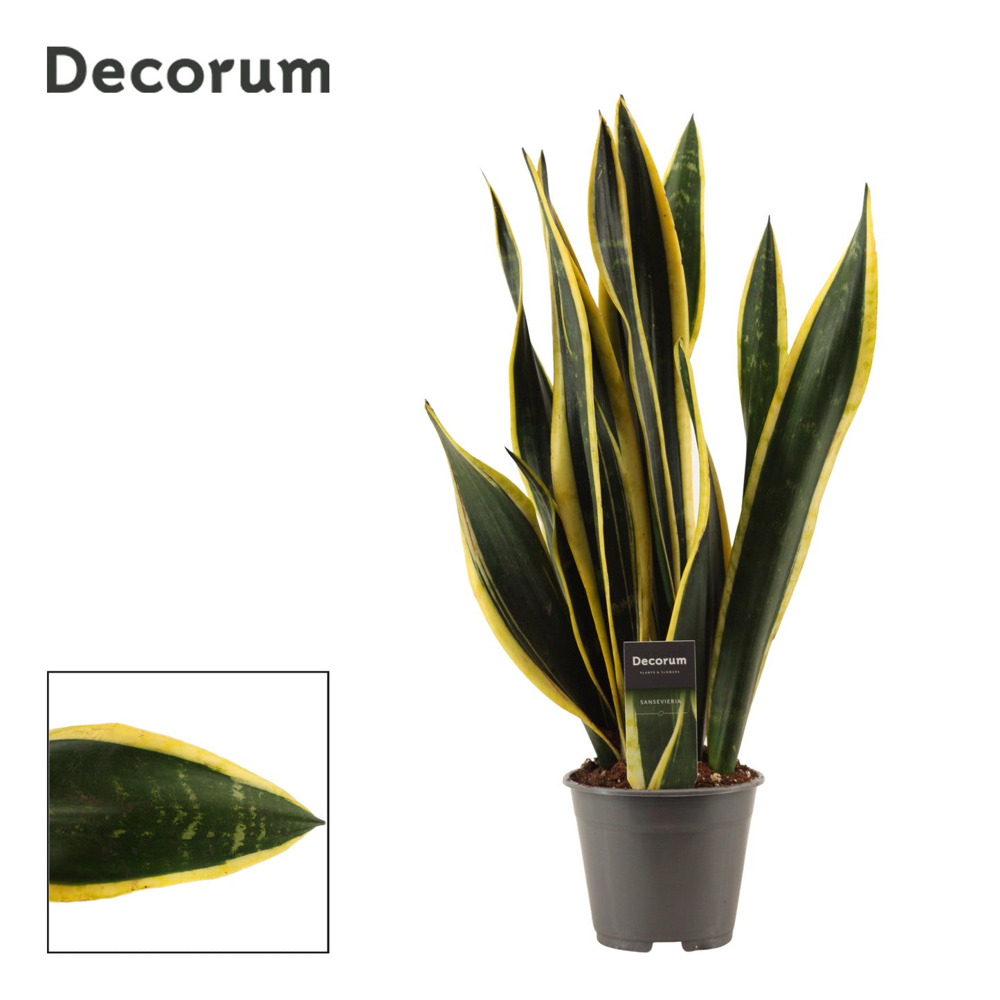 Sansevieria Black Gold 57cm 14cm Pot