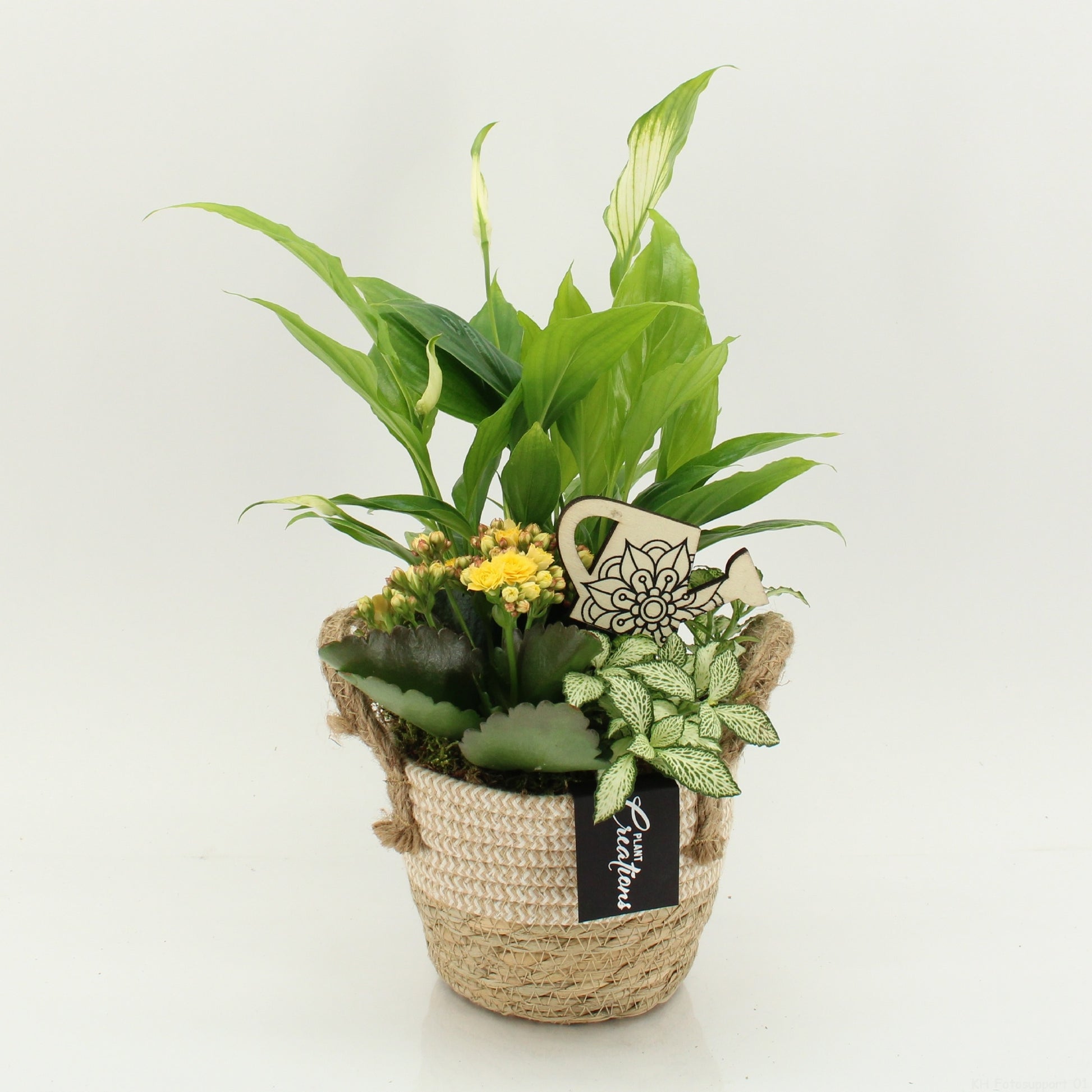 FDCR-2617G Basic Fundamentals 35cm 14cm Pot