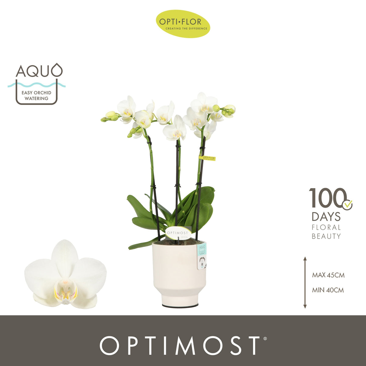 Phalaenopsis multiflora white 45cm 12cm Pot