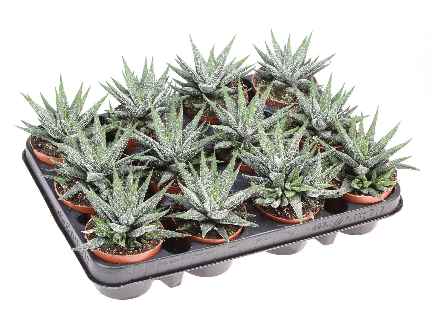 Euro Cactus Holland Bv Haworthia Concolor Pack of 12